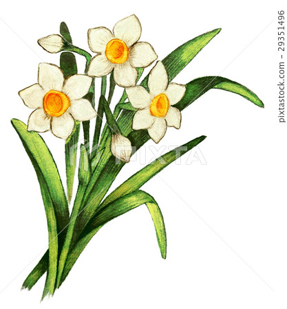 Narcissus 2 29351496