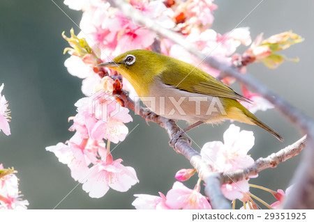 Kawazu cherry tree and mezzo 29351925