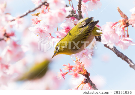 河津櫻花和mezzo 29351926