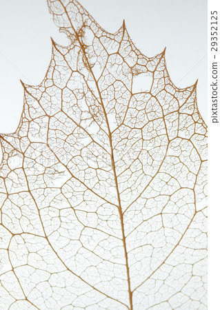 葉靜脈標本 29352125