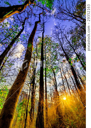 Declduous Dipterocarp Forest with sunbeam 29352163