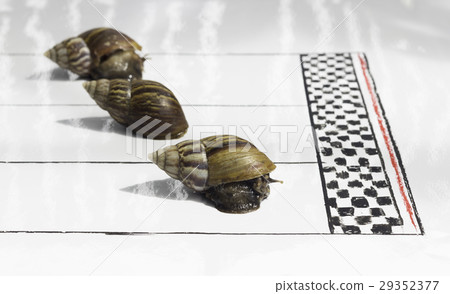 Competitive Snail Racing Competitive Snail Racing 29352377