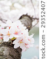 在大阪城公園的護城河和櫻花樹[垂直] 29352407