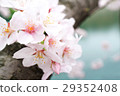 在大阪城公園的護城河和櫻桃樹[側身] 29352408