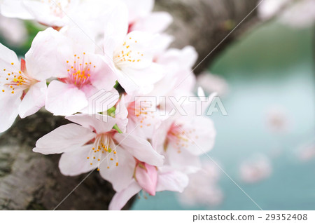 在大阪城公園的護城河和櫻桃樹[側身] 29352408