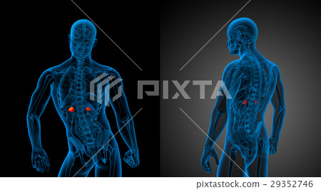 3d rendering medical illustration of the adrenal 29352746