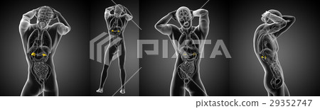 3d rendering medical illustration of human adrenal 29352747