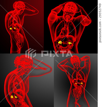 3d rendering medical illustration of the adrenal 29352749