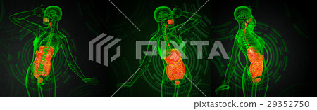 3d rendering medical  of human digestive system 29352750