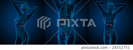 3d rendering medical of human adrenal glands 29352751