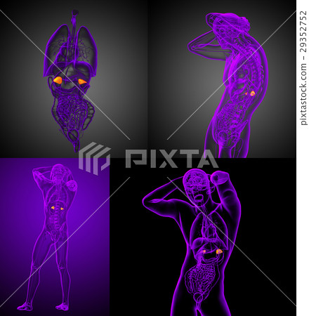 3d rendering medical of human adrenal glands 29352752