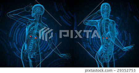 3d rendering medical illustration of the adrenal 29352753