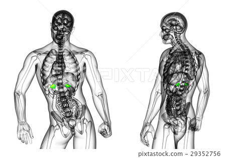 3D rendering illustration of the adrenal 29352756