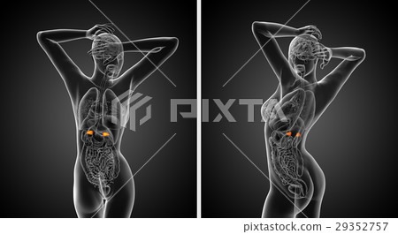 3d rendering  medical illustration of the adrenal 29352757
