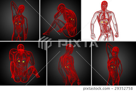 3d rendering medical illustration of the spleen 29352758