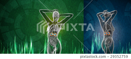 3d rendering medical illustration of the adrenal 29352759