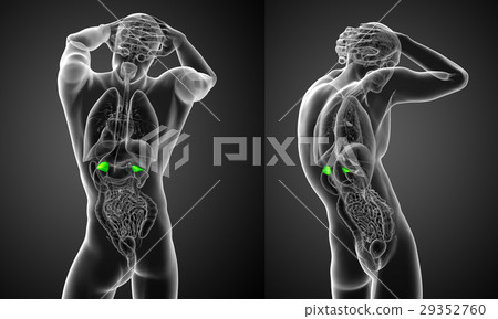 3d rendering medical  of human adrenal glands 29352760