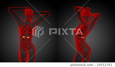 3d rendering medical of the human adrenal glands 29352761