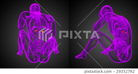 3d rendering illustration of the human adrenal 29352762