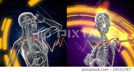 3d rendering medical of the clavicle bone 29352767