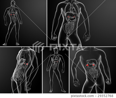 3d rendering illustration of adrenal anatomy 29352768