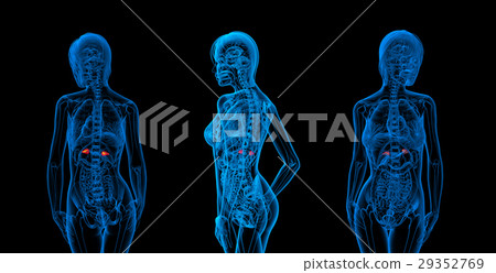 3d rendering medical illustration of the adrenal 29352769