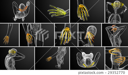 3d rendering illustration of the skeleton hand 29352770