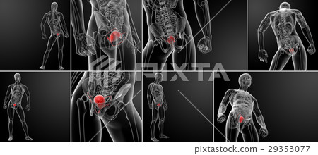 3d rendering bladder anatomy 3d rendering bladder anatomy 29353077