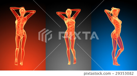 3d rendering illustration of the female anatomy 3d rendering illustration of the female anatomy 29353082