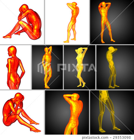 3d rendering medical illustration of human anatomy 3d rendering medical illustration of human anatomy 29353098