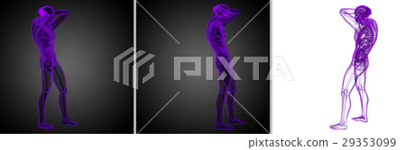 3d rendering medical illustration of human anatomy 3d rendering medical illustration of human anatomy 29353099