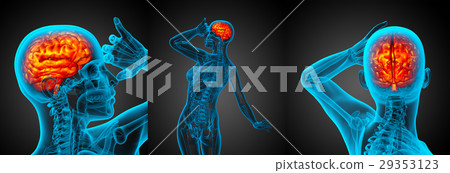 3d rendering medical illustration of human brain 3d rendering medical illustration of human brain 29353123