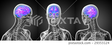 3d rendering medical illustration of human brain 3d rendering medical illustration of human brain 29353124