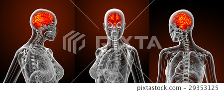 3d rendering medical illustration of human brain 3d rendering medical illustration of human brain 29353125