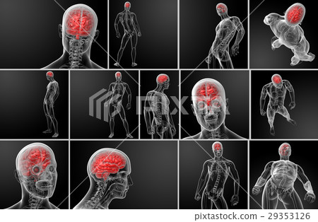 3d rendering human brain X ray - Stock Illustration [29353126] - PIXTA