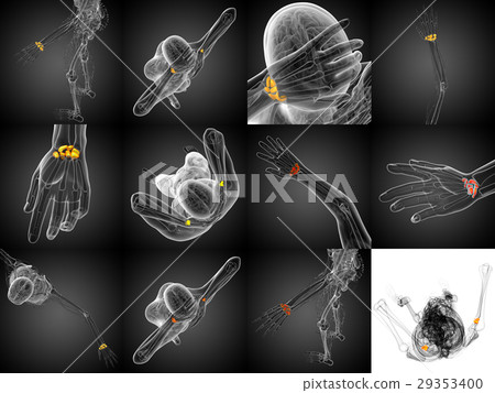 3d rendering illustration of human carpal bones 29353400
