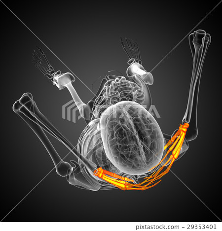3d rendered illustration of the human hand bones 29353401