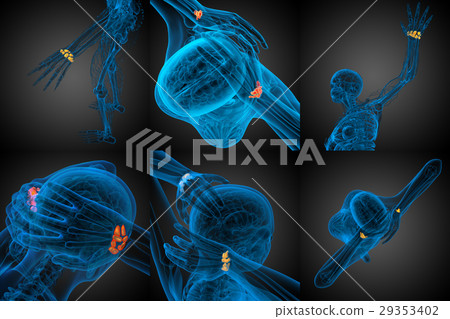 3d rendering illustration of  human carpal bones 29353402