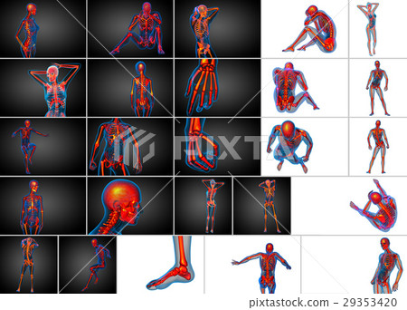 3d rendering medical illustration of skeleton bone 29353420