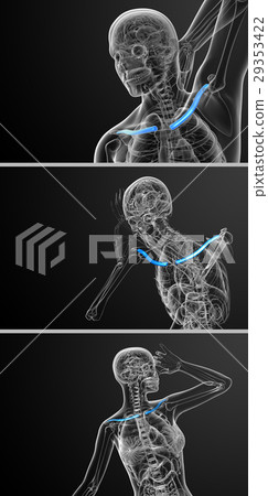 3d rendering medical illustration of clavicle bone 29353422