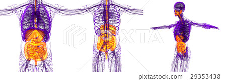 3d rendering medical of the human digestive system 3d rendering medical of the human digestive system 29353438