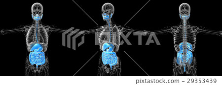 3d rendering medical of the human digestive system 29353439