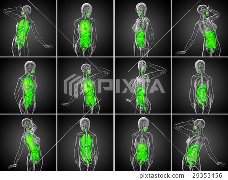 3d rendering medical of the human digestive system 3d rendering medical of the human digestive system 29353456
