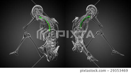 3d rendering illustration of the esophagus 3d rendering illustration of the esophagus 29353469