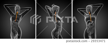 3d rendering illustration of the esophagus 29353471