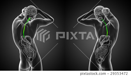 3d render medical illustration of the esophagus 3d render medical illustration of the esophagus 29353472