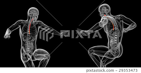 3d rendering illustration of the esophagus 29353473