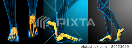 3d rendering medical illustration of the foot bone 29353639