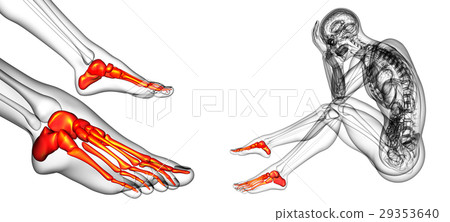 3d rendering medical illustration of the foot bone 29353640