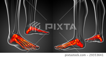 3d rendering illustration of the foot bone anatomy 29353641